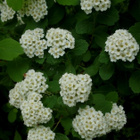 Koivuangervo (Spiraea betulifolia), siemeniä 200 kpl - pikkukuva 1