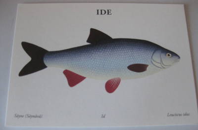Ide, säyne