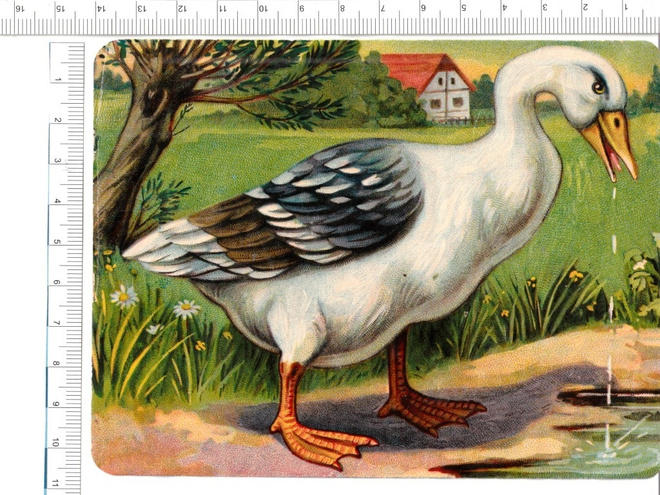 ~ ankka juo-nelkku, 14x11 cm ~