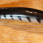 Turus-Ukko 20cm 2 - pikkukuva 3