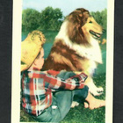 Keräilykuva - Lassie - pikkukuva 1