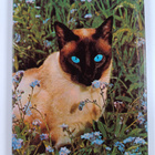 Peggy Wratten : The Color Nature Library : Cats - pikkukuva 2
