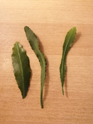 lehtikaktuksen pistokkaat 3kpl