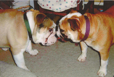 BULLDOG  POSTIKORTTI