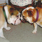 BULLDOG POSTIKORTTI - pikkukuva 1