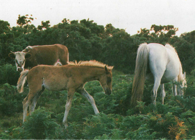 HEVONEN POSTIKORTTI - NEW FOREST TAMMAT VARSAN KANSSA