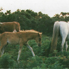 HEVONEN POSTIKORTTI - NEW FOREST TAMMAT VARSAN KANSSA - pikkukuva 1
