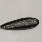 Luonnonkivi, Orthoceras-oikosarvifossiili - pikkukuva 1