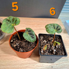 Begonia Burkilii Silver Edge 6kpl - pikkukuva 3