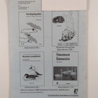 Ornis Fennica Vol. 62 No 3/1975 - pikkukuva 2