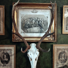 Valtavan kookas saksanhirven (Cervus elaphus) kallo - pikkukuva 2
