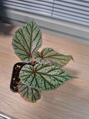 Begonia Don Miller