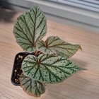 Begonia Don Miller - pikkukuva 1
