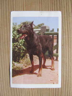 IPNOS.....Rotukoirasarja, kuva 80/2. Beauceron.