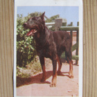 IPNOS.....Rotukoirasarja, kuva 80/2. Beauceron. - pikkukuva 1