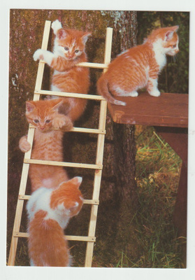 Cartes d´Art : Kissat tikapuilla (R)