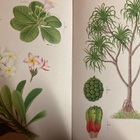 PLANT LIFE IN SOUTH-EAST ASIA - pikkukuva 1