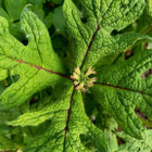 Liuskakuumejuuri (Triosteum pinnatifidum), siemeniä 10 kpl - pikkukuva 1