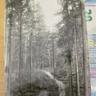 VANHA Valokuva Punkaharju 1930-l - pikkukuva 1