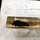 Natura Obscura – Entomologinen näyte no. 336 - pikkukuva 2