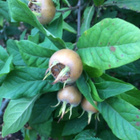 Mispeli (Mespilus germanica), siemeniä 15 kpl - pikkukuva 2