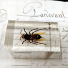 Natura Obscura – Entomologinen näyte no. 341 - pikkukuva 3