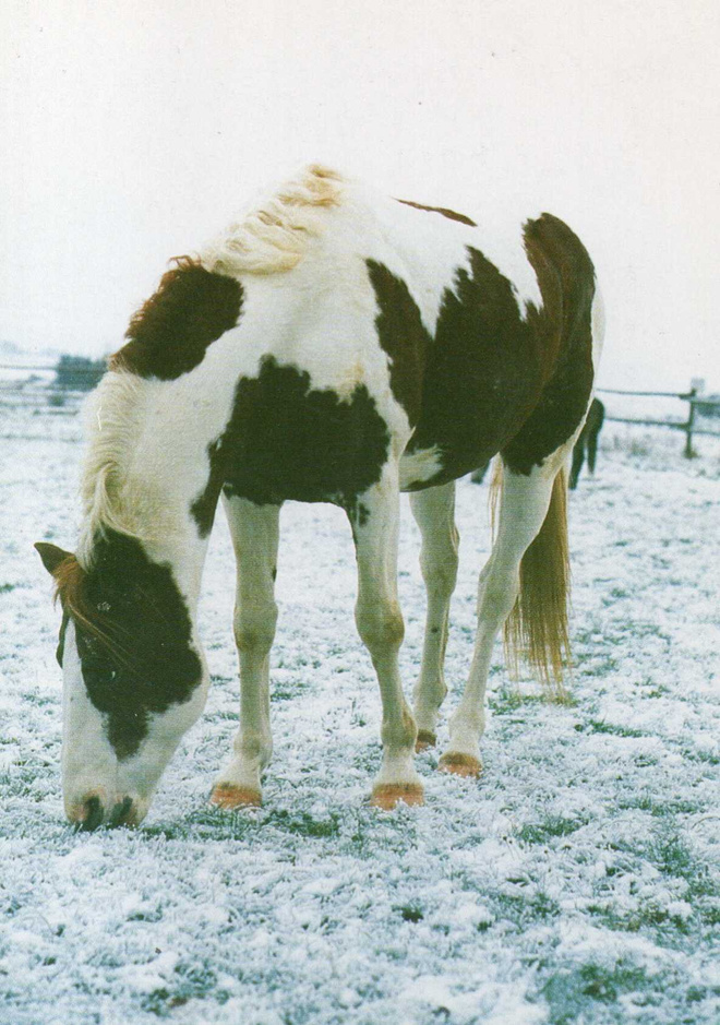 HEVONEN POSTIKORTTI  -  PINTOHEVONEN-ORI