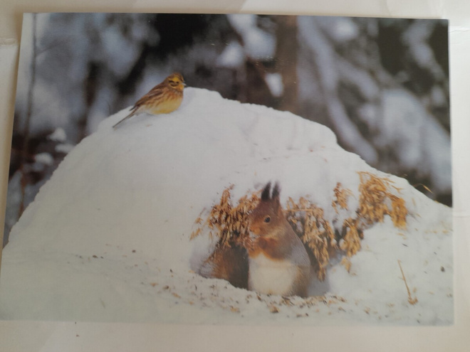 Orava ja Keltasirkku lumihangella
