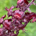 Tummapärskäjuuri (Veratrum nigrum), siemeniä 100 kpl - pikkukuva 4