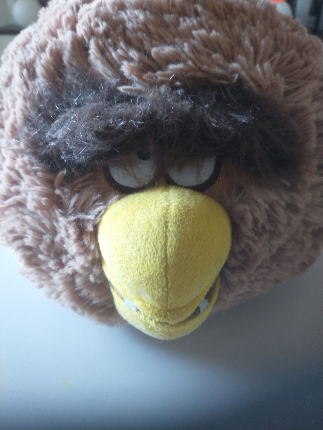 Angry bird's