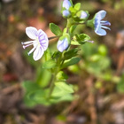 Orvontädyke (Veronica serpyllifolia), siemeniä 100 kpl - pikkukuva 2