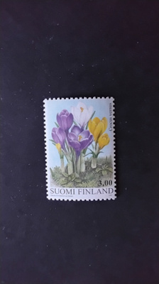 1999 krokus**
