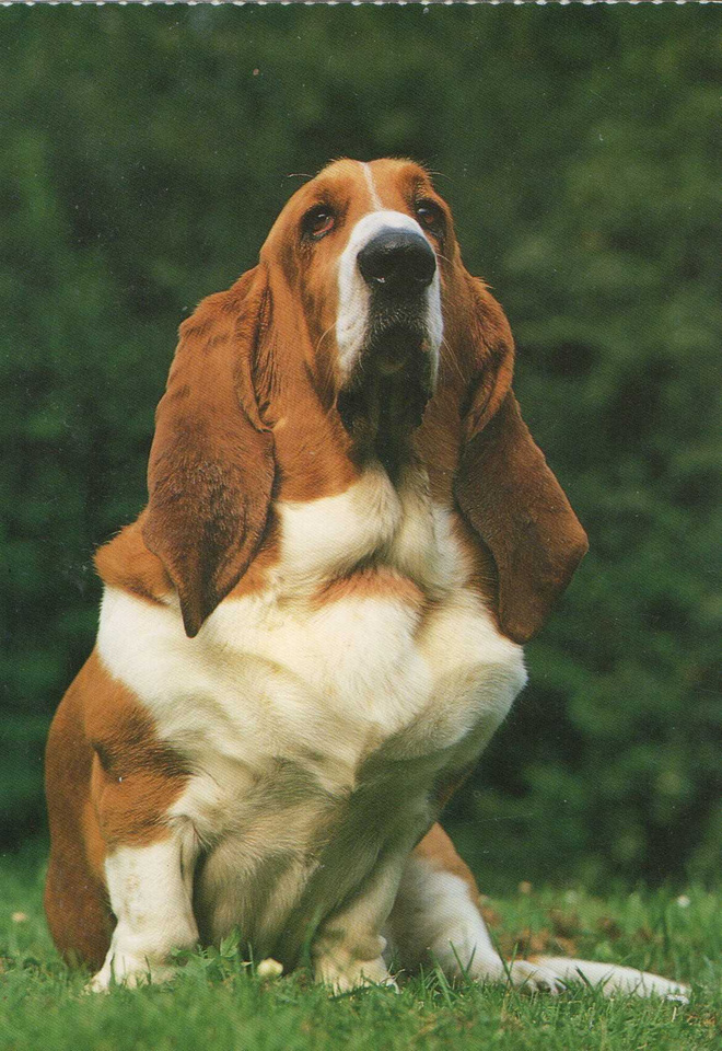BASSET POSTIKORTTI