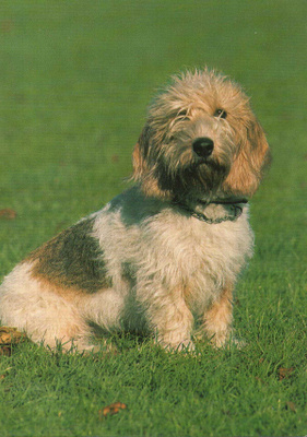 BASSET GRIFTON VENDEEN - AJOKOIRA
