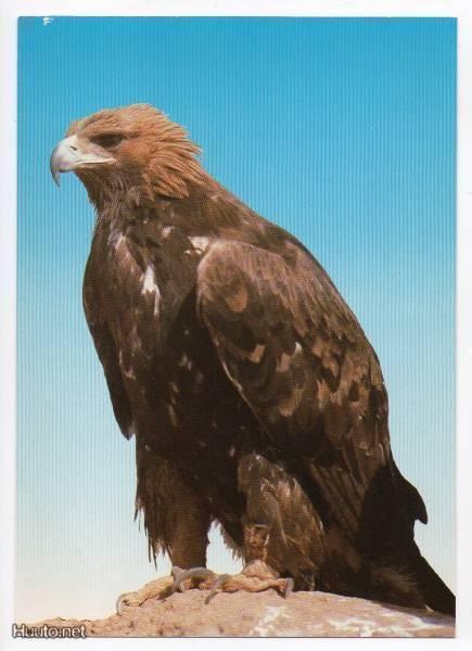 Maakotka (Aquila chrysaetos) #210#