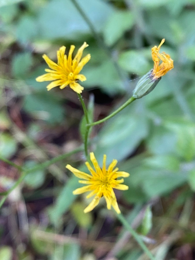 Linnunkaali (Lapsana communis), siemeniä 50 kpl