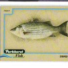 2025-26 Parkhurst - Fish - 0,75 € / kpl - pikkukuva 1