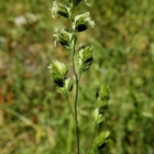 Koiranheinä (Dactylis glomerata), siemeniä 50 kpl - pikkukuva 2