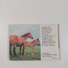 Carol Baker ym. : Horses and Ponies - pikkukuva 2
