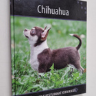 Chihuahua - pikkukuva 1