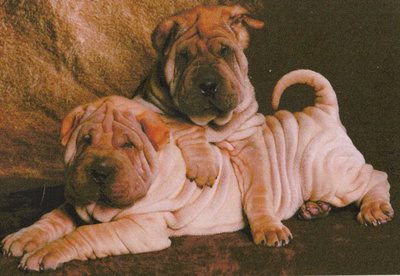 SHAR PEI POSTIKORTTI
