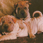 SHAR PEI POSTIKORTTI - pikkukuva 1