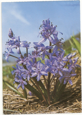 Reinhard : Scilla bifolia (Bluebell)  (T)