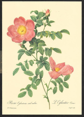 Kukkakortti - Rosa Eglanteria sub vubra