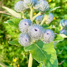 Seittitakiainen (Arctium tomentosum), siemeniä 50 kpl - pikkukuva 2