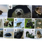 J.Taskinen °°Eläimet°° WWF -Luonto-Tarrat /(17kpl) - pikkukuva 1