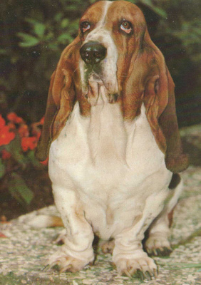 BASSET POSTIKORTTI