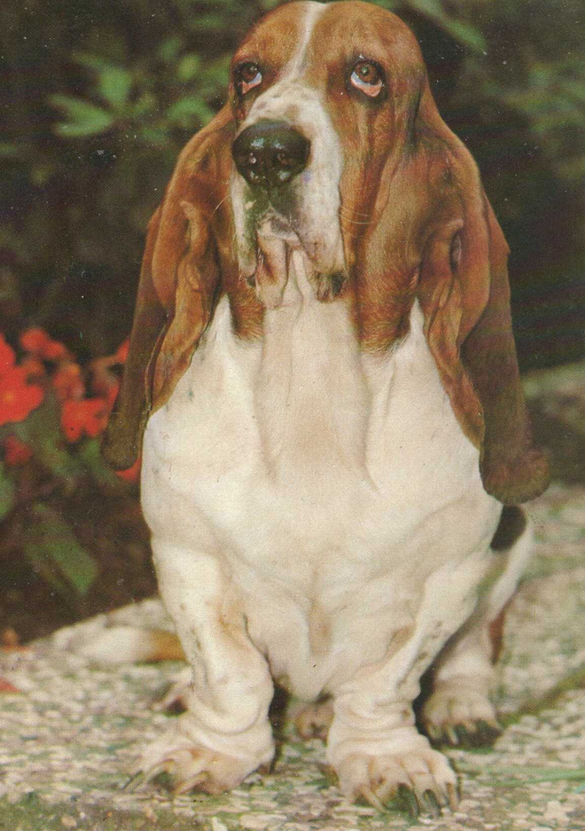 BASSET POSTIKORTTI