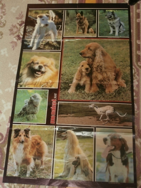JULISTE/KUVA  8.  VANHA KOIRAJULISTE