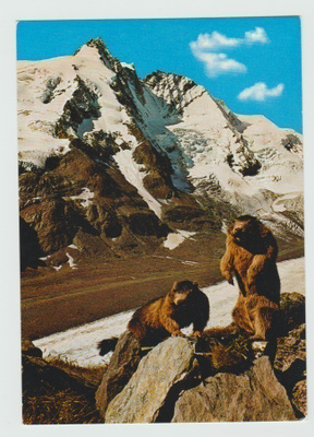 Murmeltiere (marmotte , marmot) (T)